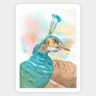 watercolor peacock Peafowl Sticker